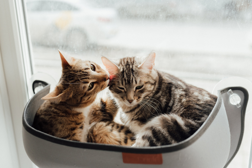 Image of two cats. One licking the other's head helping it groom.