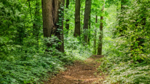 An image of a waterfront trail that you would find in both Clarkson and Lorne Park, Mississauga.
