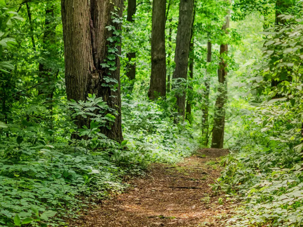 An image of a waterfront trail that you would find in both Clarkson and Lorne Park, Mississauga.